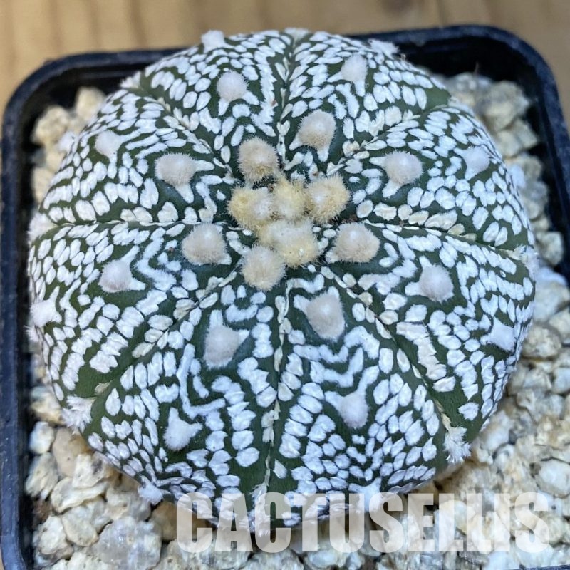 SH30845 Astrophytum asterias ‘Super Kabuto’ V-type