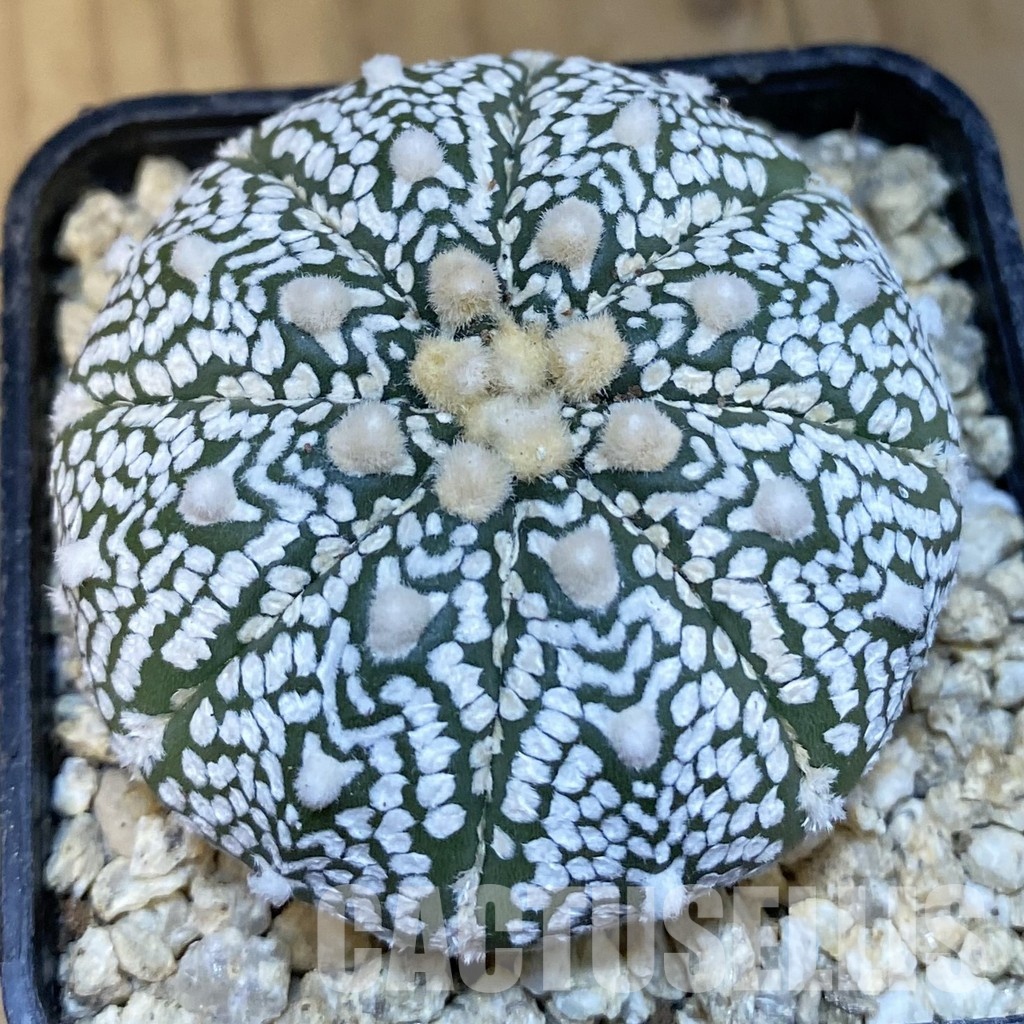 SH30845 Astrophytum asterias ‘Super Kabuto’ V-type