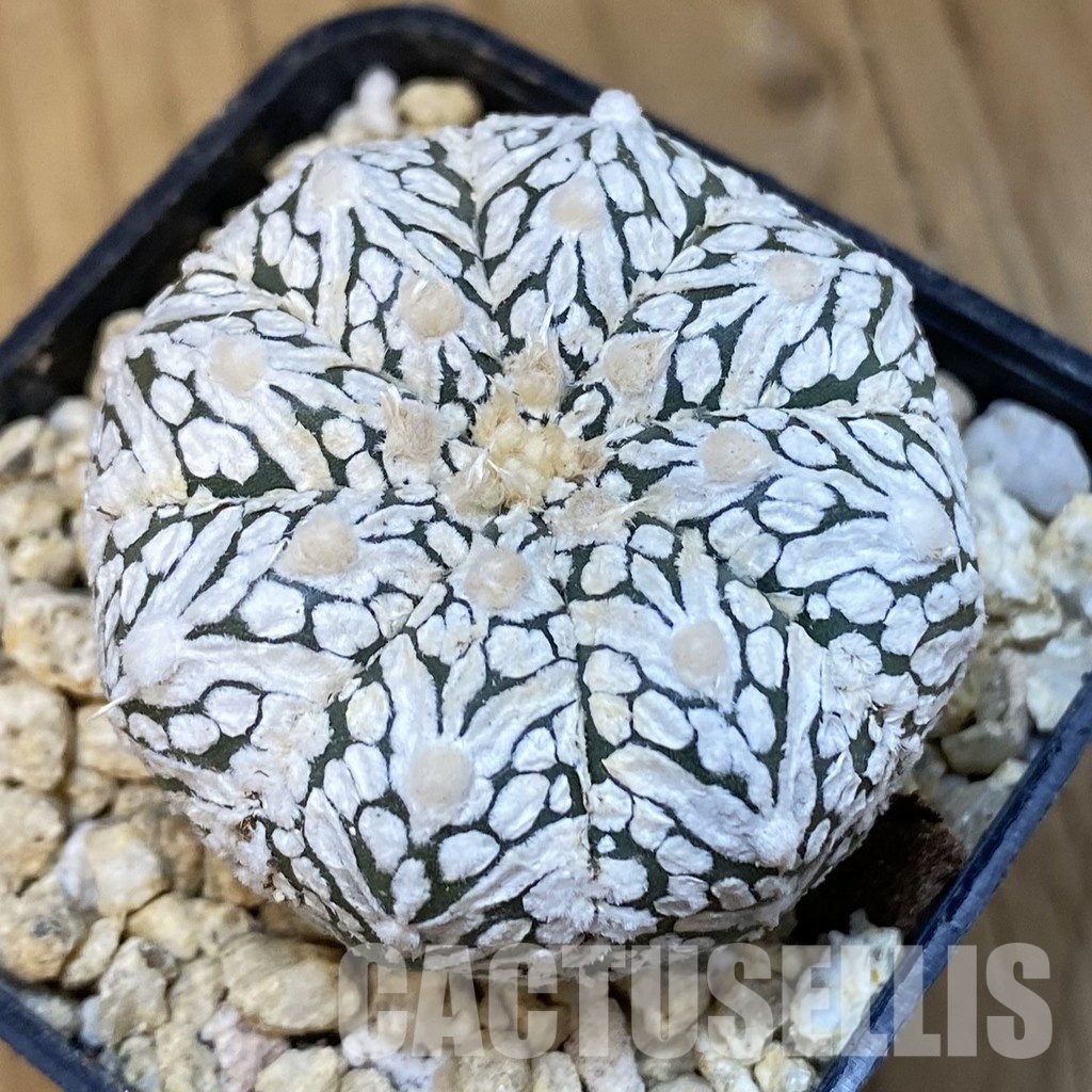 SH30846 Astrophytum asterias ‘Super Kabuto’ V-type