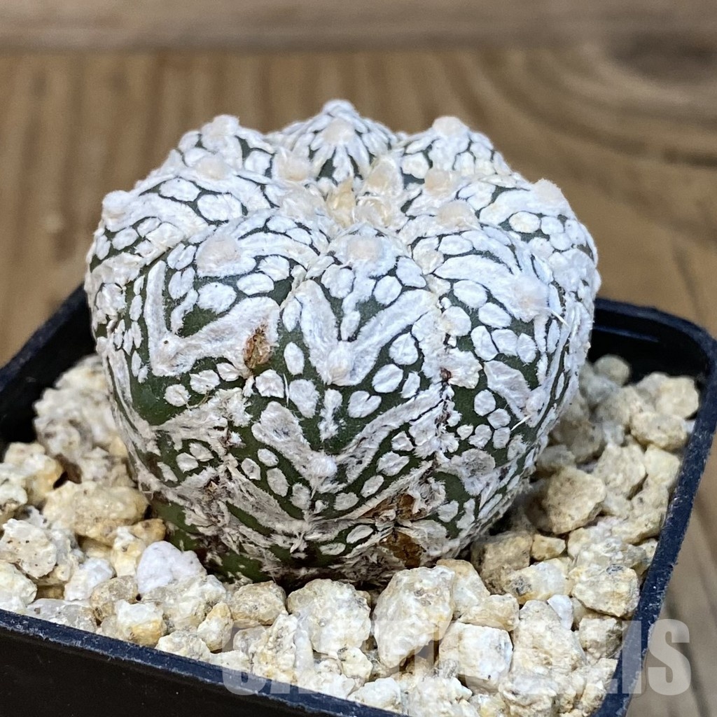 SH30846 Astrophytum asterias ‘Super Kabuto’ V-type - Imagen 2