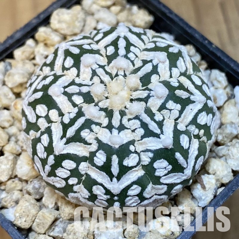 SH30847 Astrophytum asterias ‘Super Kabuto’ V-type