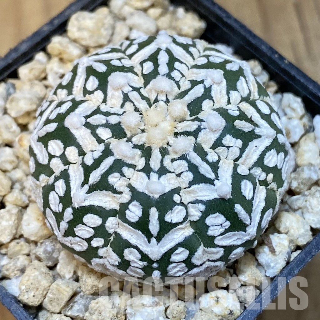 SH30847 Astrophytum asterias ‘Super Kabuto’ V-type