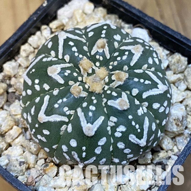 SH30848 Astrophytum asterias ‘Super Kabuto’ V-type f. nudum