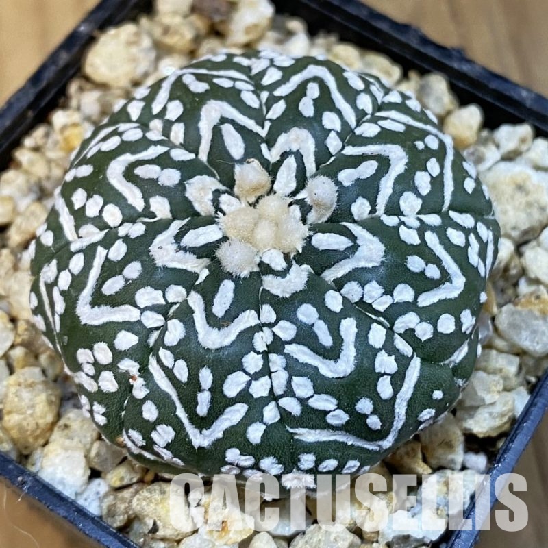 SH30849 Astrophytum asterias ‘Super Kabuto’ V-type f. nudum