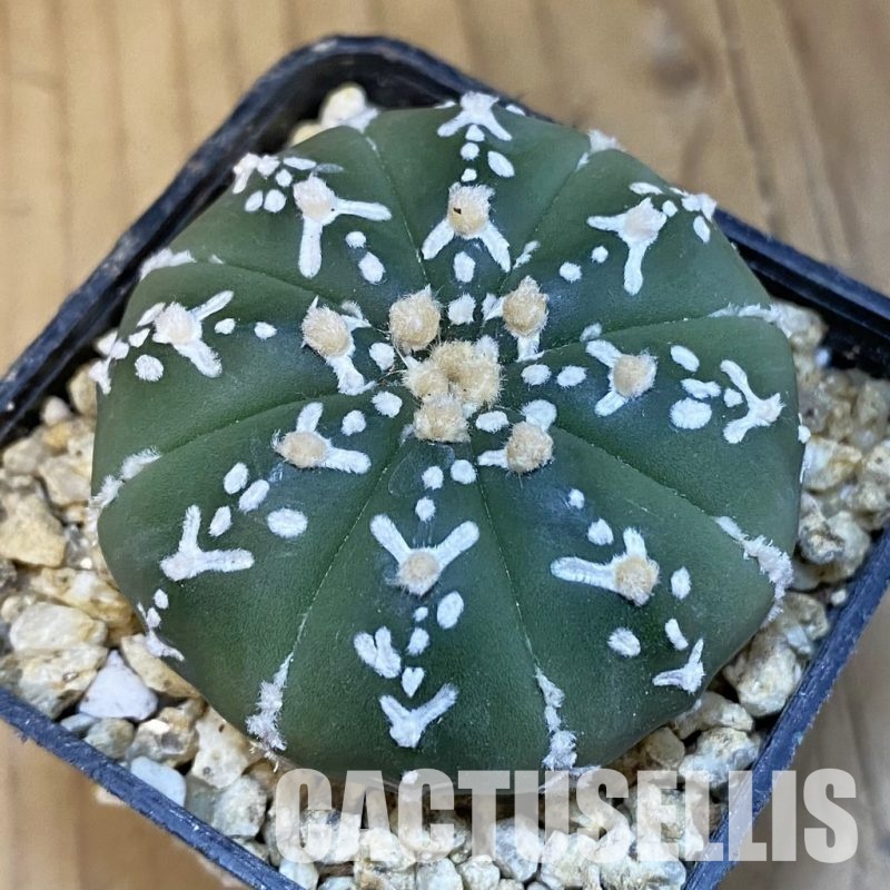 SH30850 Astrophytum asterias ‘Super Kabuto’ V-type f. nudum