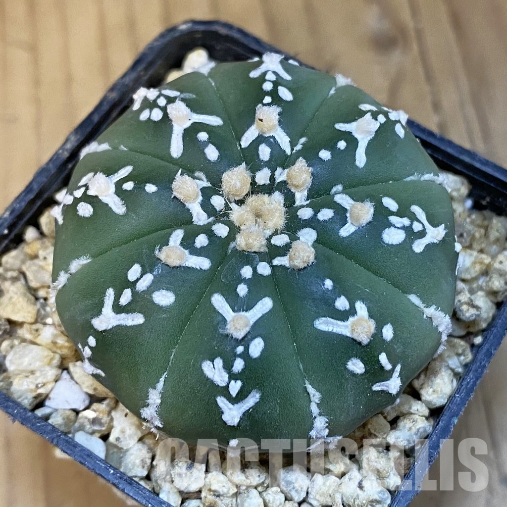 SH30850 Astrophytum asterias ‘Super Kabuto’ V-type f. nudum