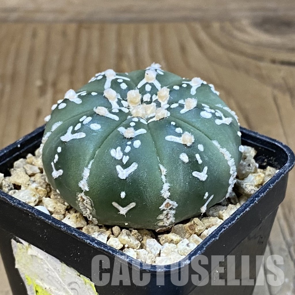 SH30850 Astrophytum asterias ‘Super Kabuto’ V-type f. nudum - 画像 (2)