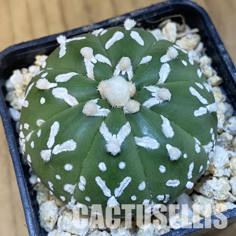 SH30851 Astrophytum asterias ‘Super Kabuto’ V-type f. nudum