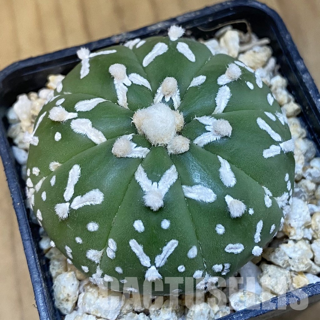 SH30851 Astrophytum asterias ‘Super Kabuto’ V-type f. nudum