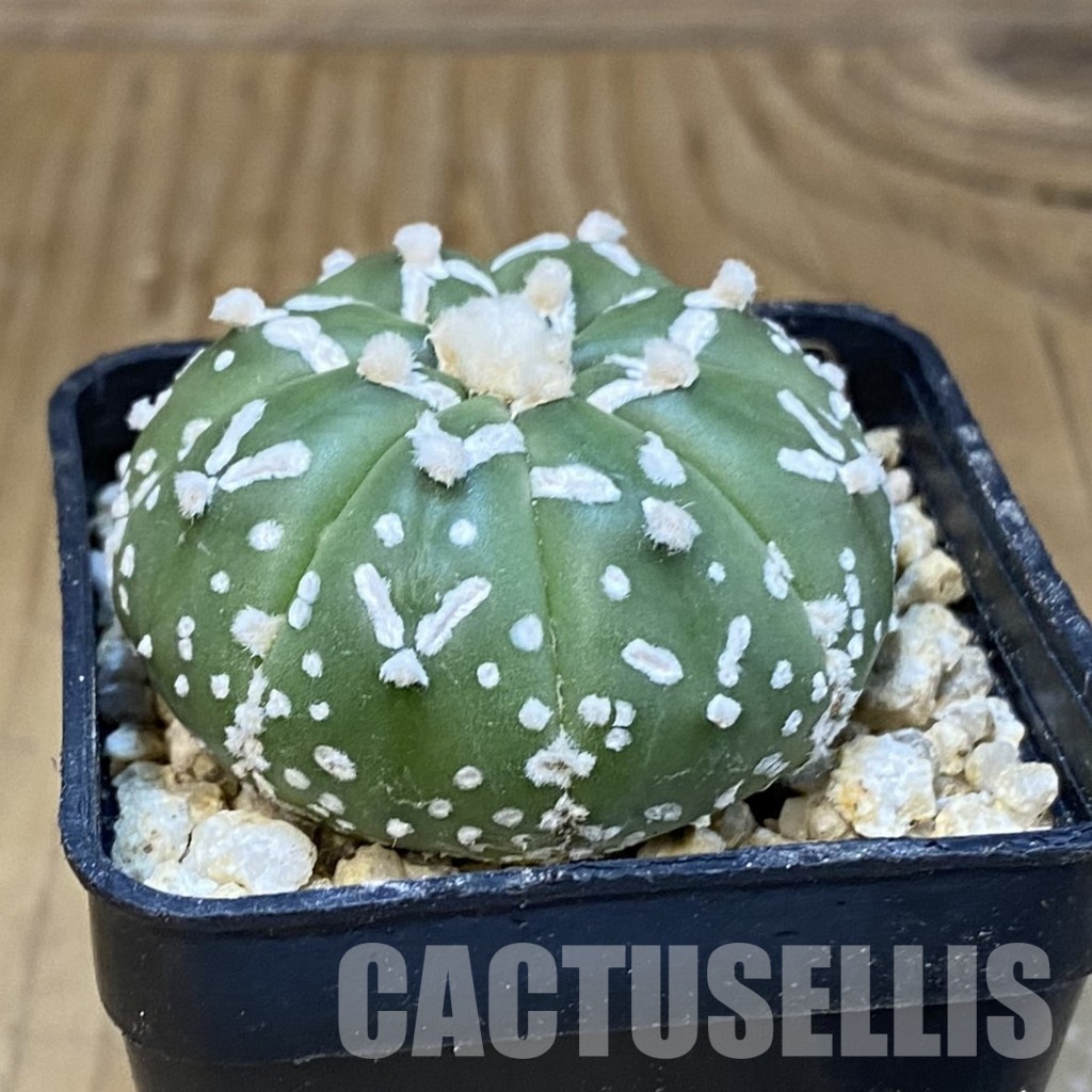 SH30851 Astrophytum asterias ‘Super Kabuto’ V-type f. nudum - 画像 (2)