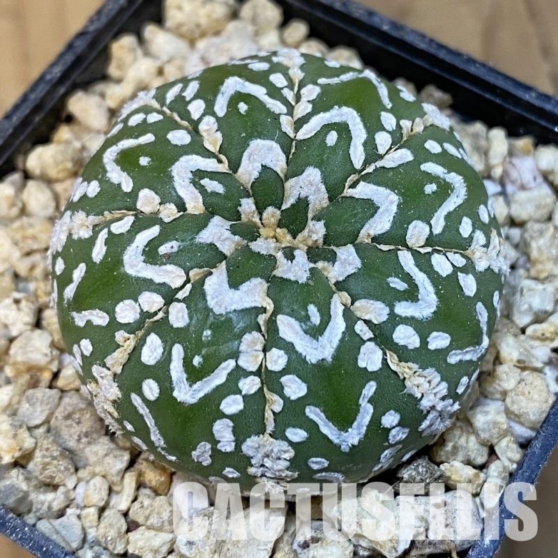 SH30852 Astrophytum asterias ‘Super Kabuto’ V-type f. nudum