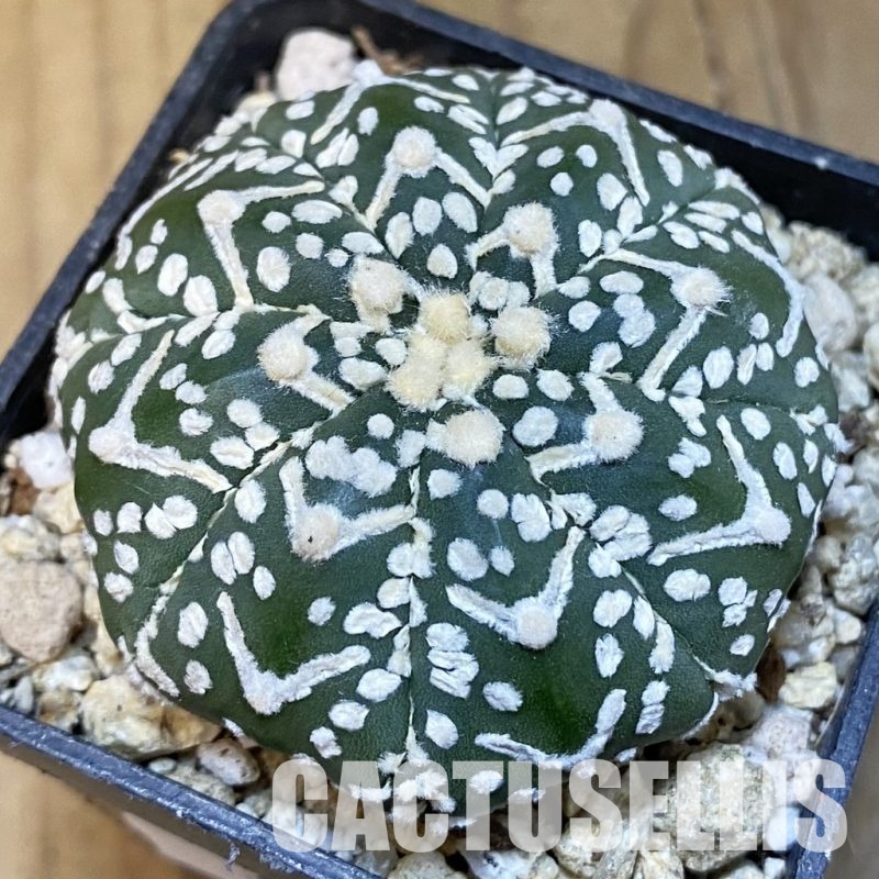 SH30853 Astrophytum asterias ‘Super Kabuto’ V-type f. nudum
