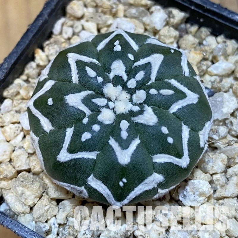 SH30854 Astrophytum asterias ‘Super Kabuto’ V-type f. nudum