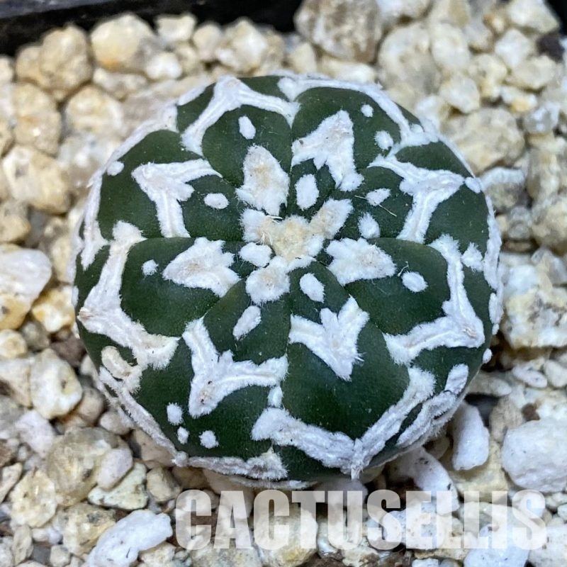 SH30855 Astrophytum asterias ‘Super Kabuto’ V-type f. nudum
