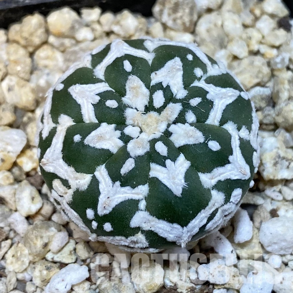 SH30855 Astrophytum asterias ‘Super Kabuto’ V-type f. nudum
