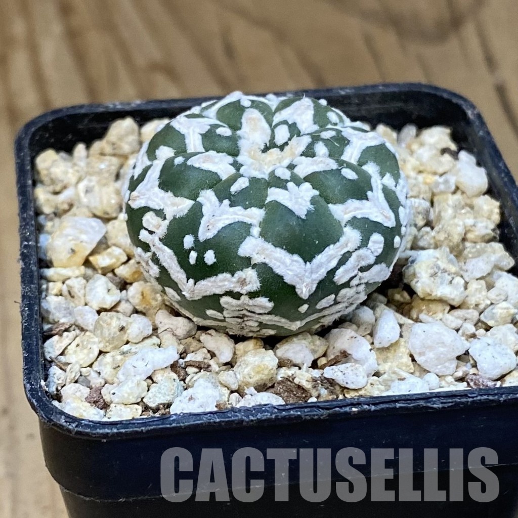 SH30855 Astrophytum asterias ‘Super Kabuto’ V-type f. nudum - 画像 (2)