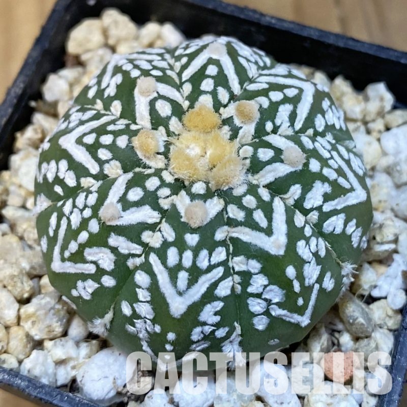SH30856 Astrophytum asterias ‘Super Kabuto’ V-type f. nudum