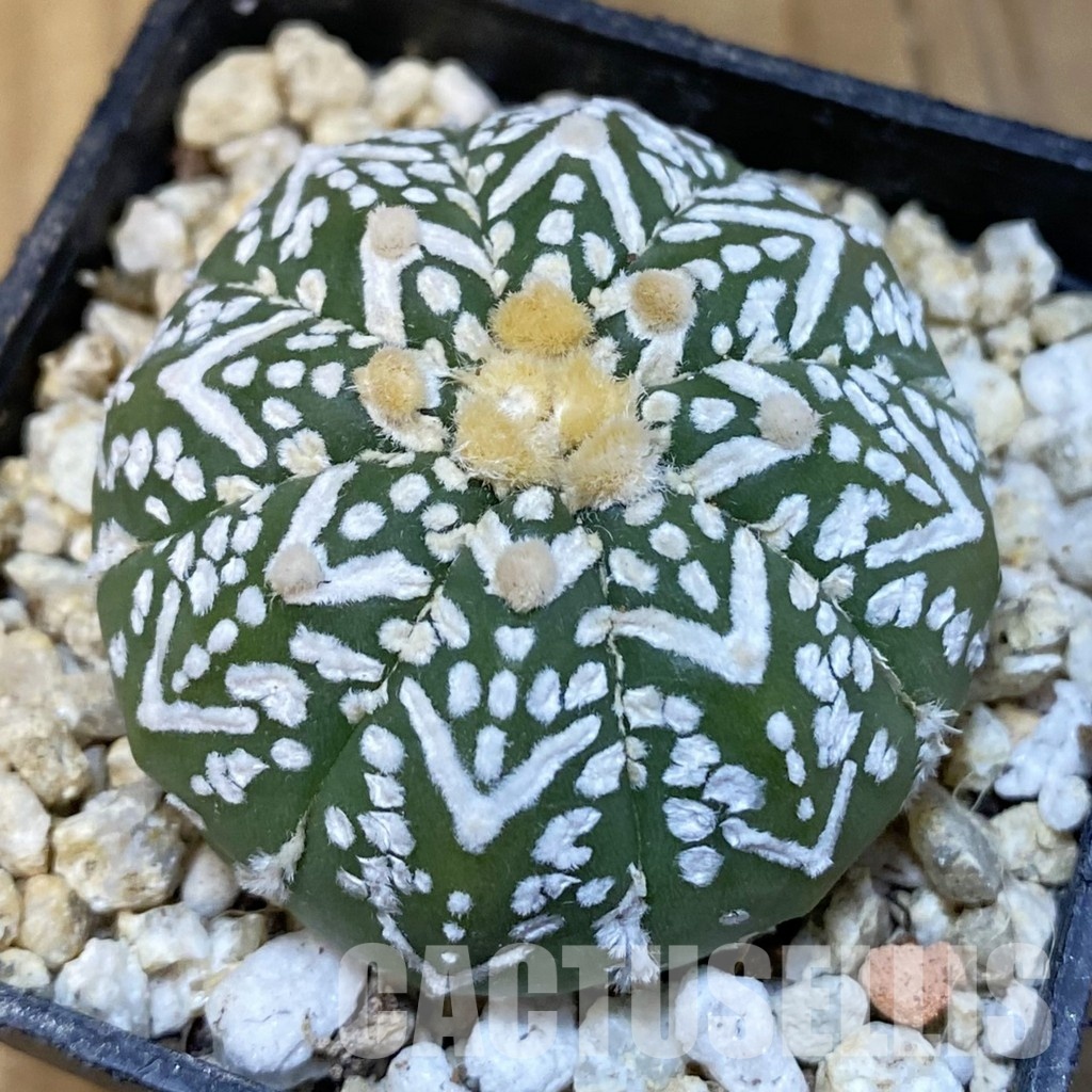 SH30856 Astrophytum asterias ‘Super Kabuto’ V-type f. nudum