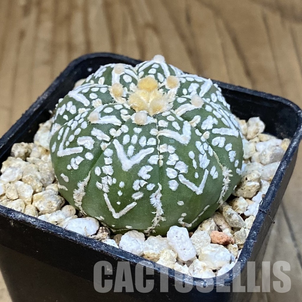 SH30856 Astrophytum asterias ‘Super Kabuto’ V-type f. nudum - 画像 (2)