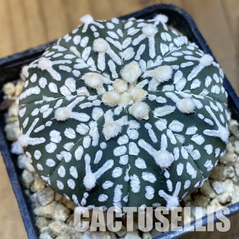 SH30857 Astrophytum asterias ‘Super Kabuto’ V-type f. nudum
