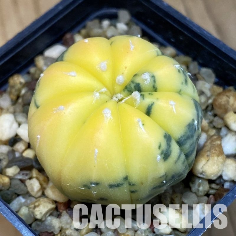 SH3857 Astrophytum asterias f. variegata
