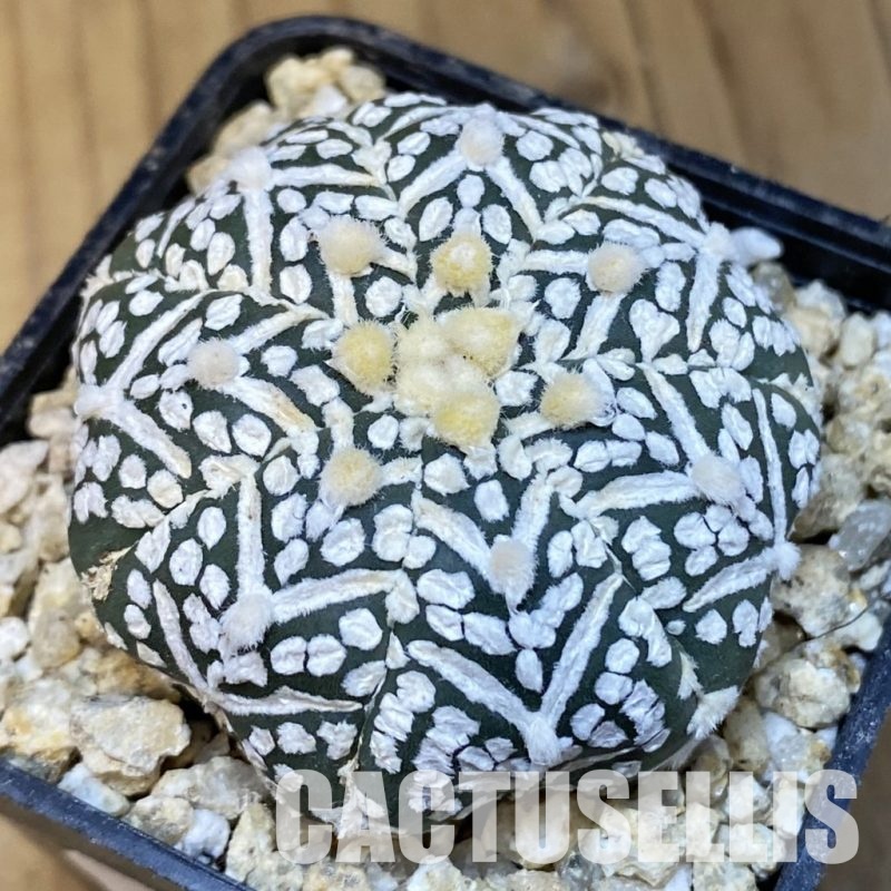 SH30858 Astrophytum asterias ‘Super Kabuto’ V-type