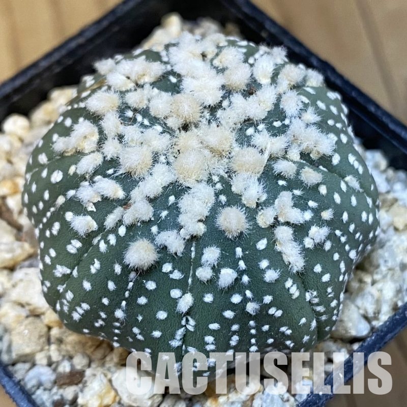 SH30859 Astrophytum asterias ‘Hanazono’