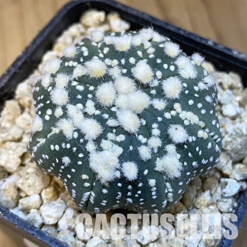 SH30860 Astrophytum asterias ‘Hanazono’