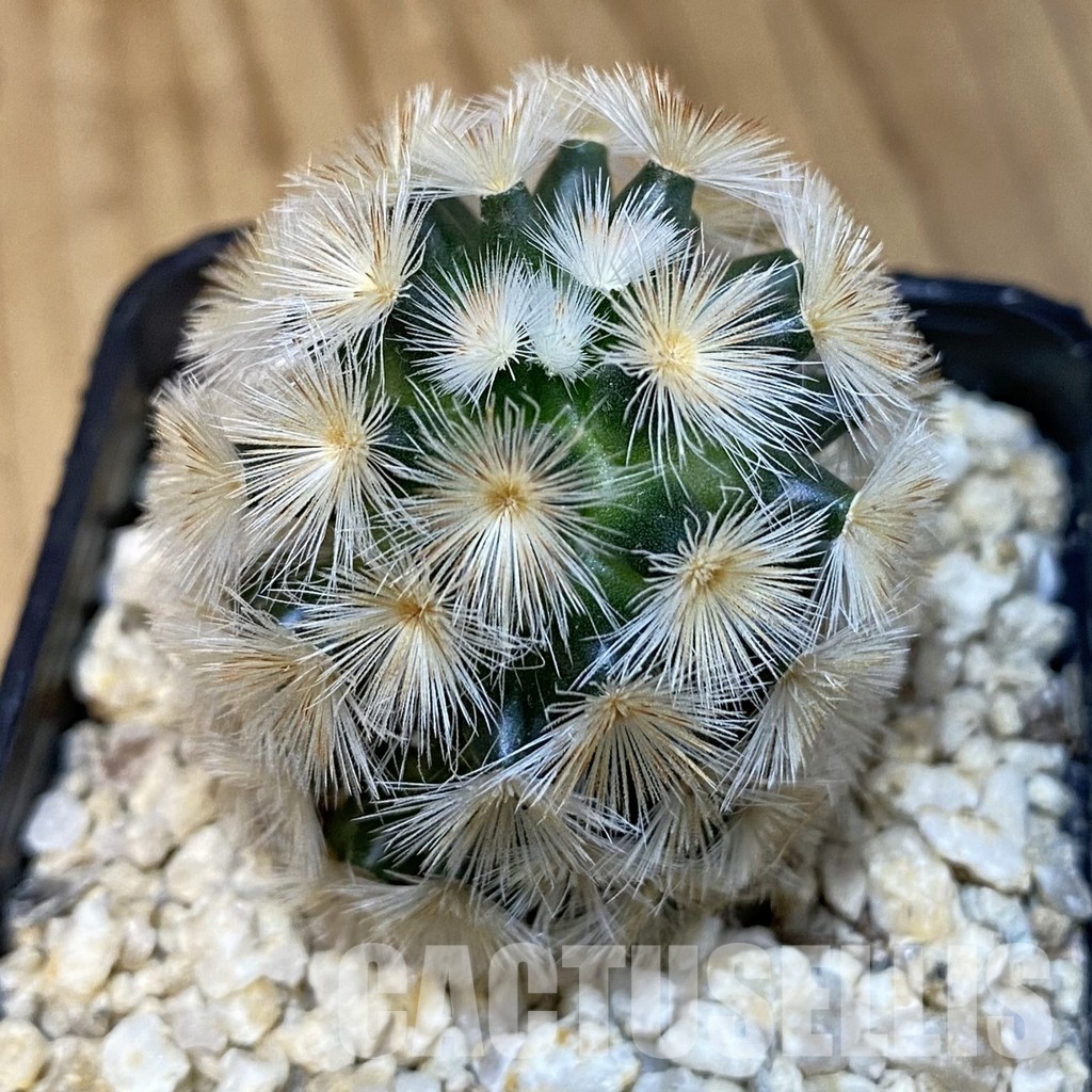 SH30861 Mammillaria carmenae hybrid