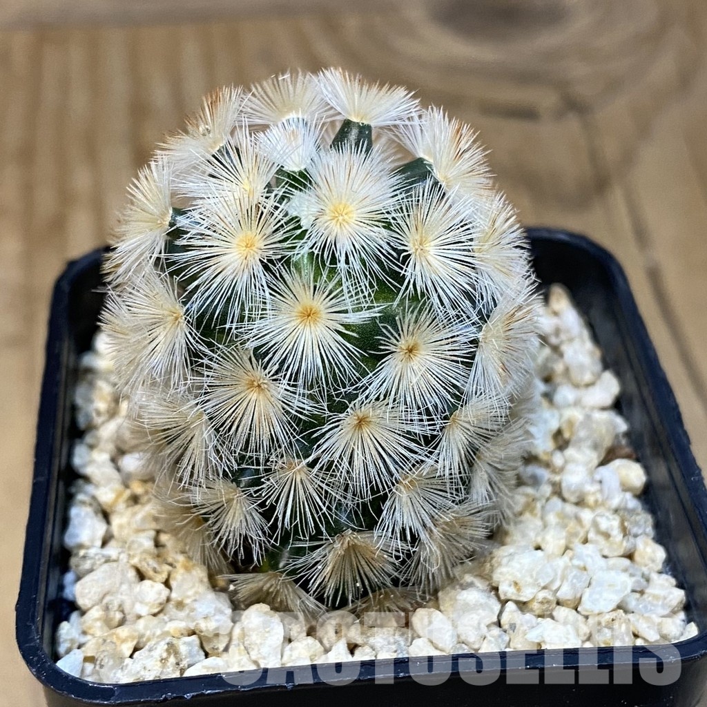 SH30861 Mammillaria carmenae hybrid - Image 2