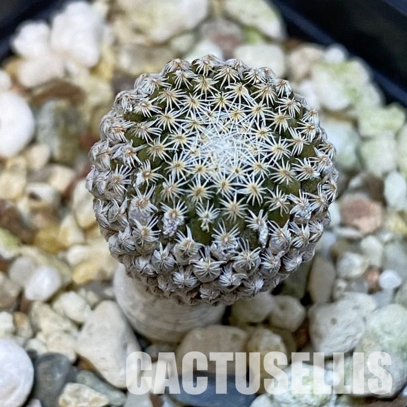 SH30862 Pelecyphora strobiliformis, 6 years old