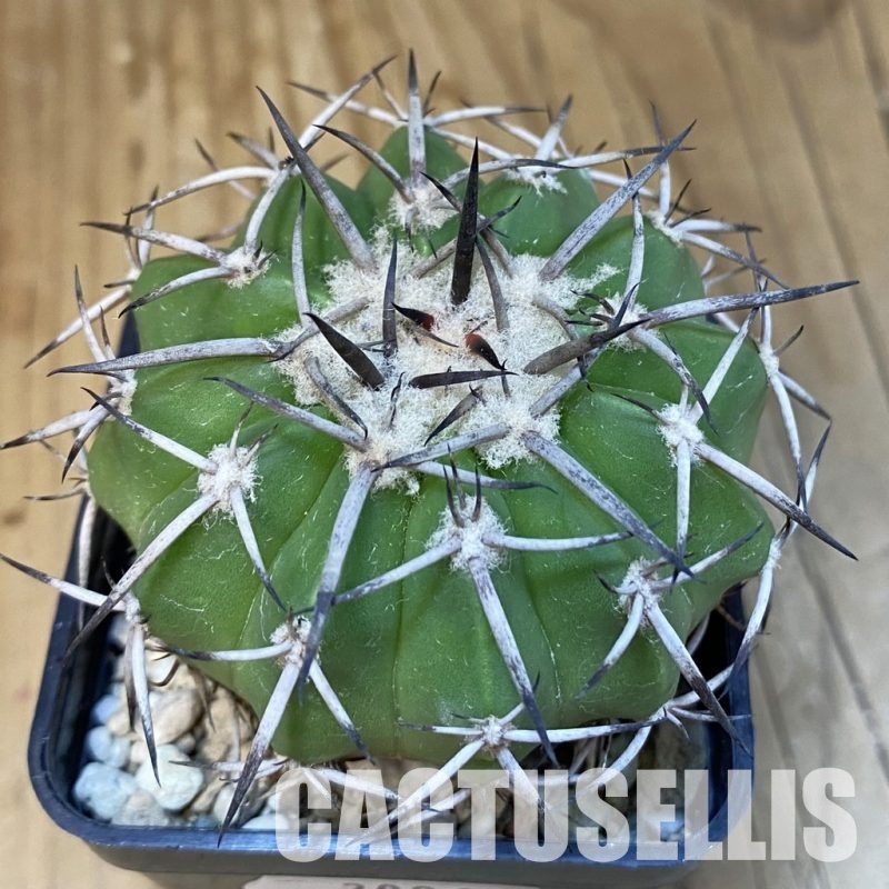 DP30863 Discocactus alteolens MH 587, own roots