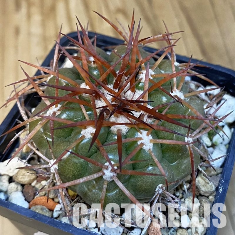 DP30864 Discocactus cangaensis MH886, own roots