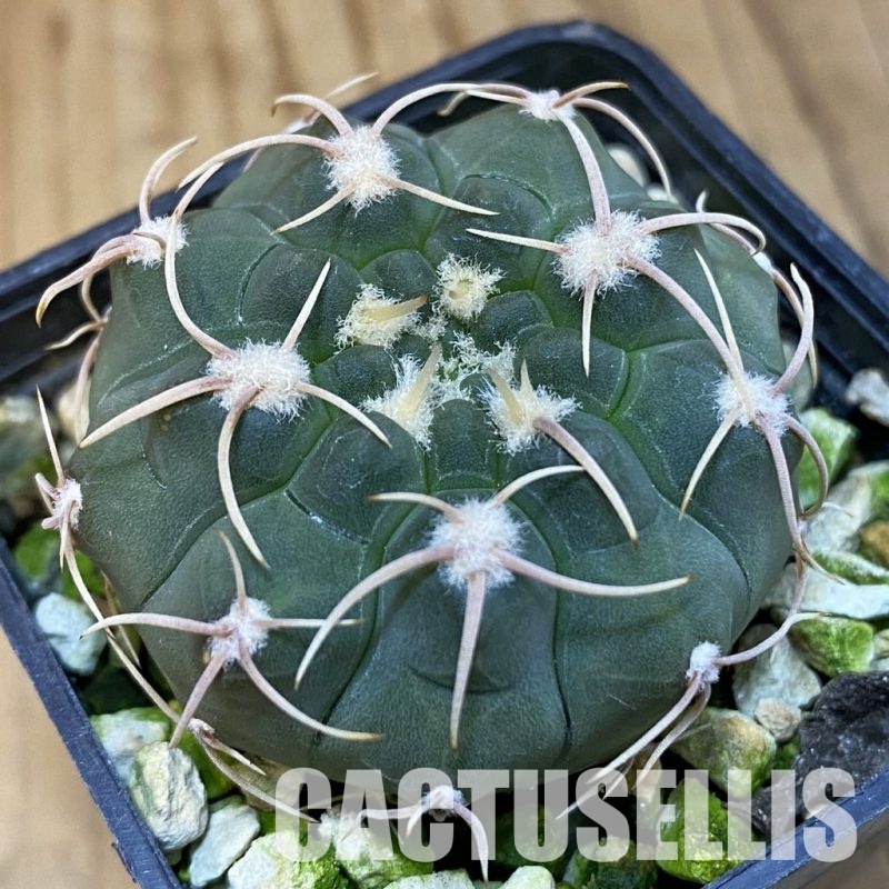 SH11883 Gymnocalycium ochoterenae VG 250