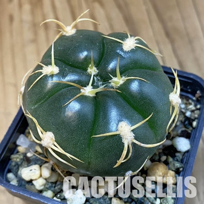 SH11891 Gymnocalycium denudatum ‘Kaiomaru’, seedling -Japan-