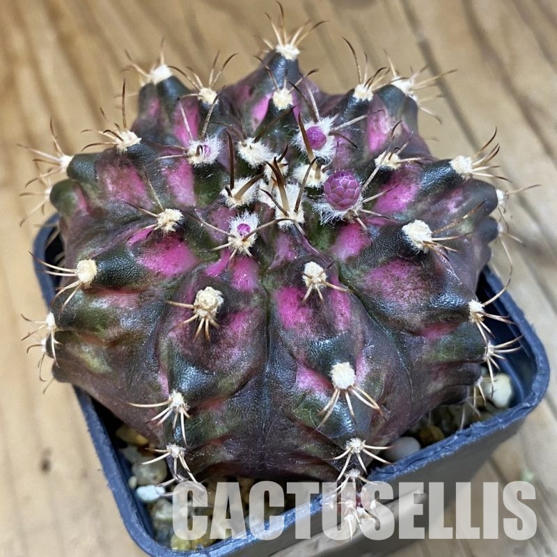 SH15454 Gymnocalycium mihanovichii 'T-Lux'