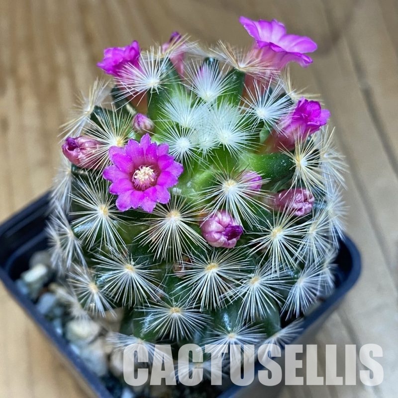 SH16412 Mammillaria carmenae hybrid