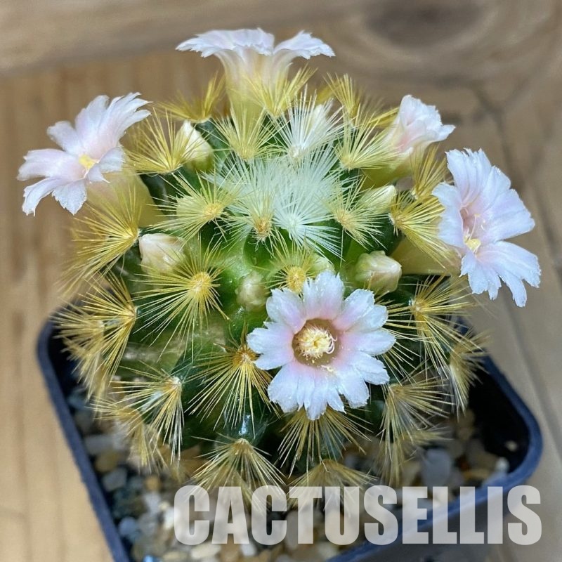 SH16413 Mammillaria carmenae hybrid