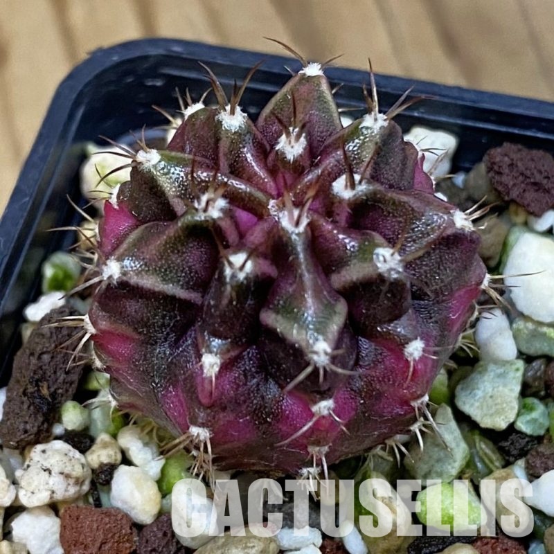 SH17743 Gymnocalycium mihanovichii 'T-Lux'