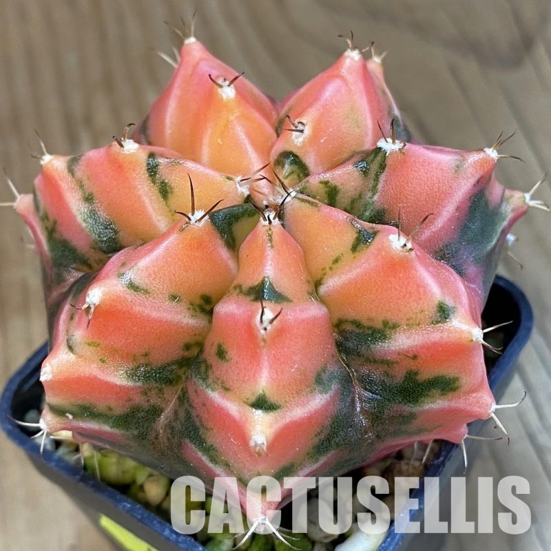 SH4764 Gymnocalycium damsii f.variegata, seedling