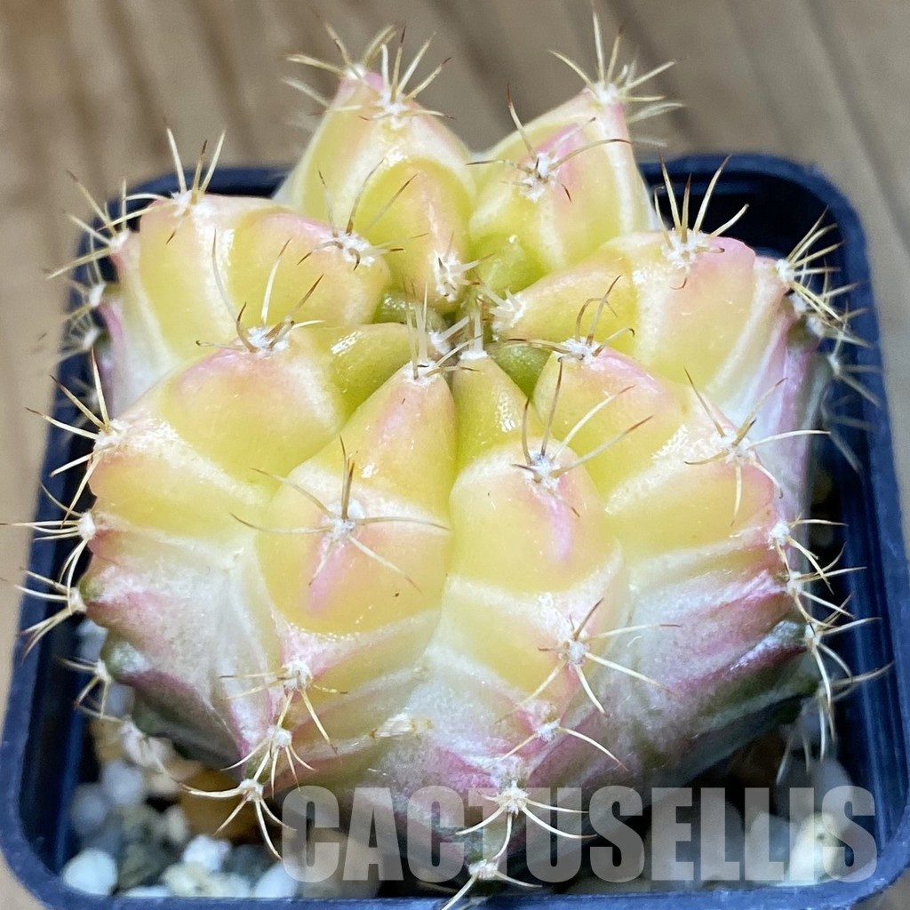 SH17989 Gymnocalycium mihanovichii 'Neon Brown', seedling