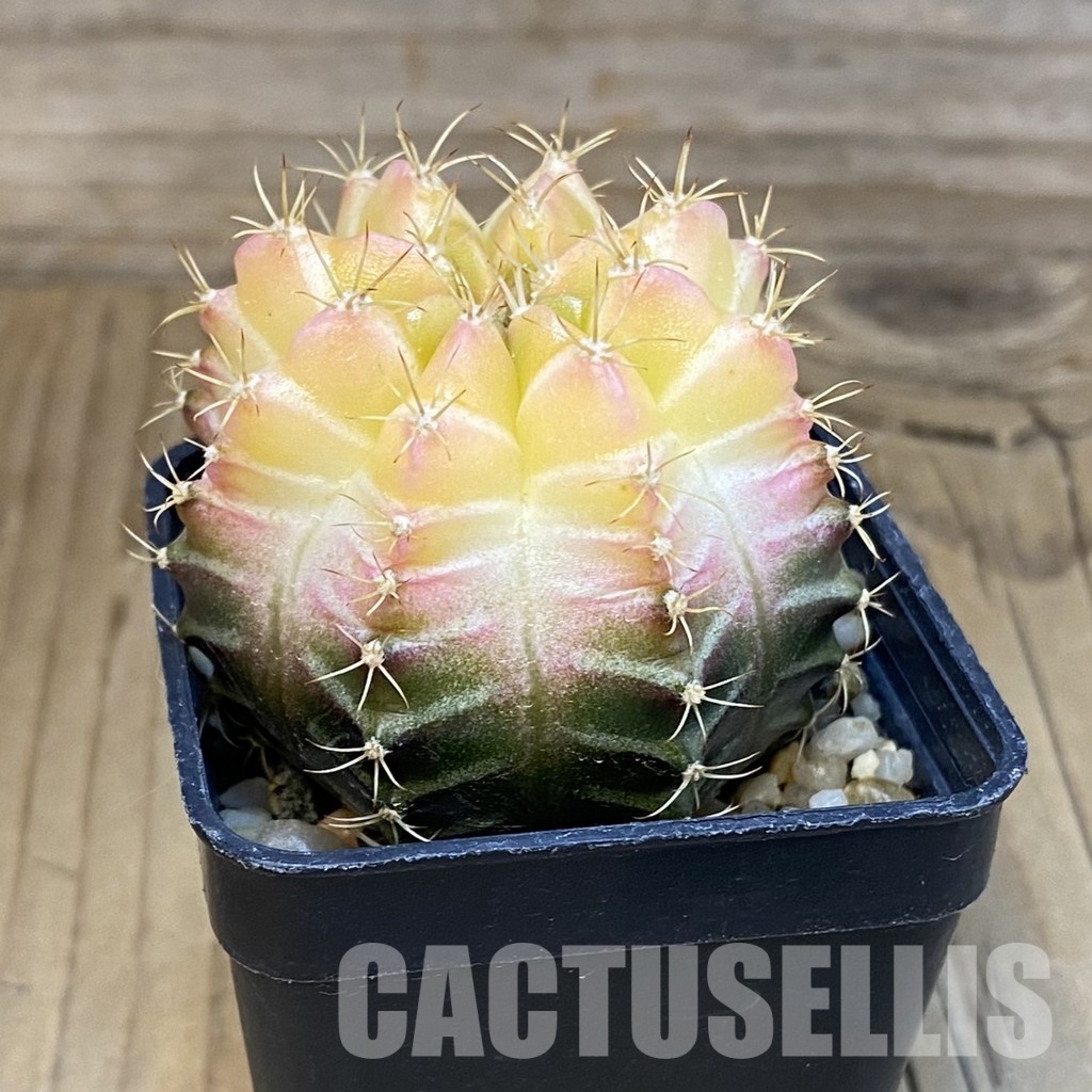 SH17989 Gymnocalycium mihanovichii 'Neon Brown', seedling - Image 2