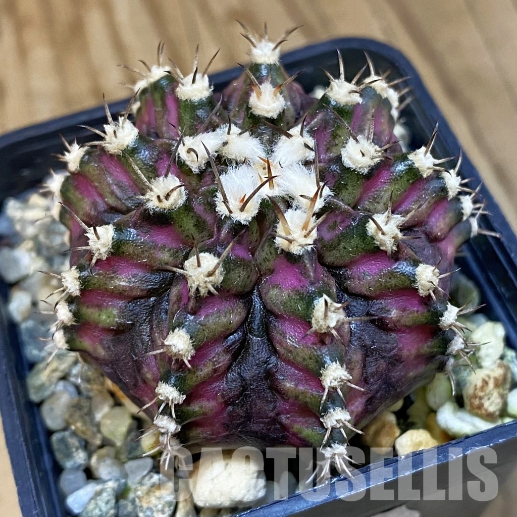SH18004 Gymnocalycium mihanovichii 'T-Lux', seedling
