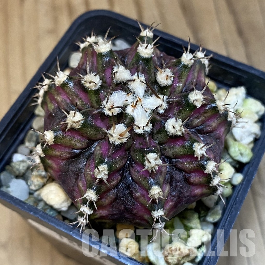 SH18004 Gymnocalycium mihanovichii 'T-Lux', seedling - Image 2