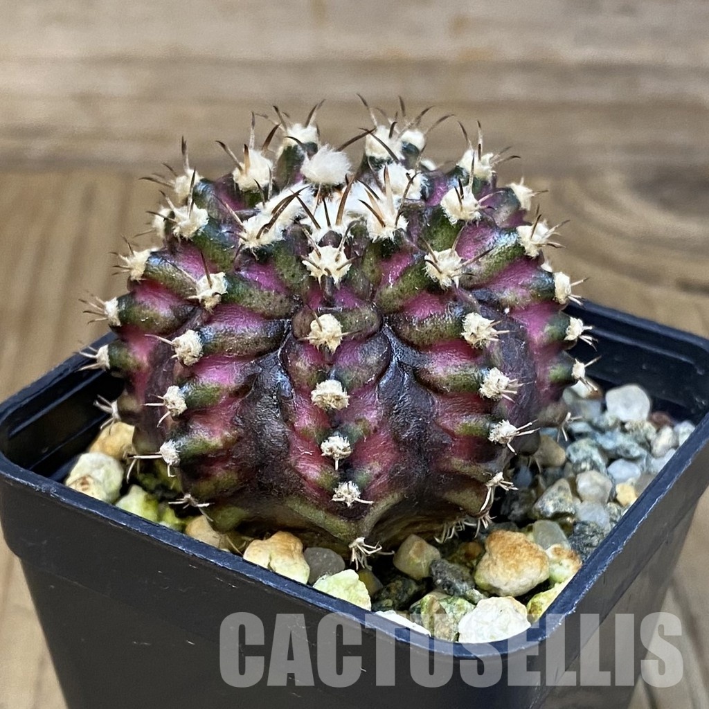 SH18004 Gymnocalycium mihanovichii 'T-Lux', seedling - Image 3