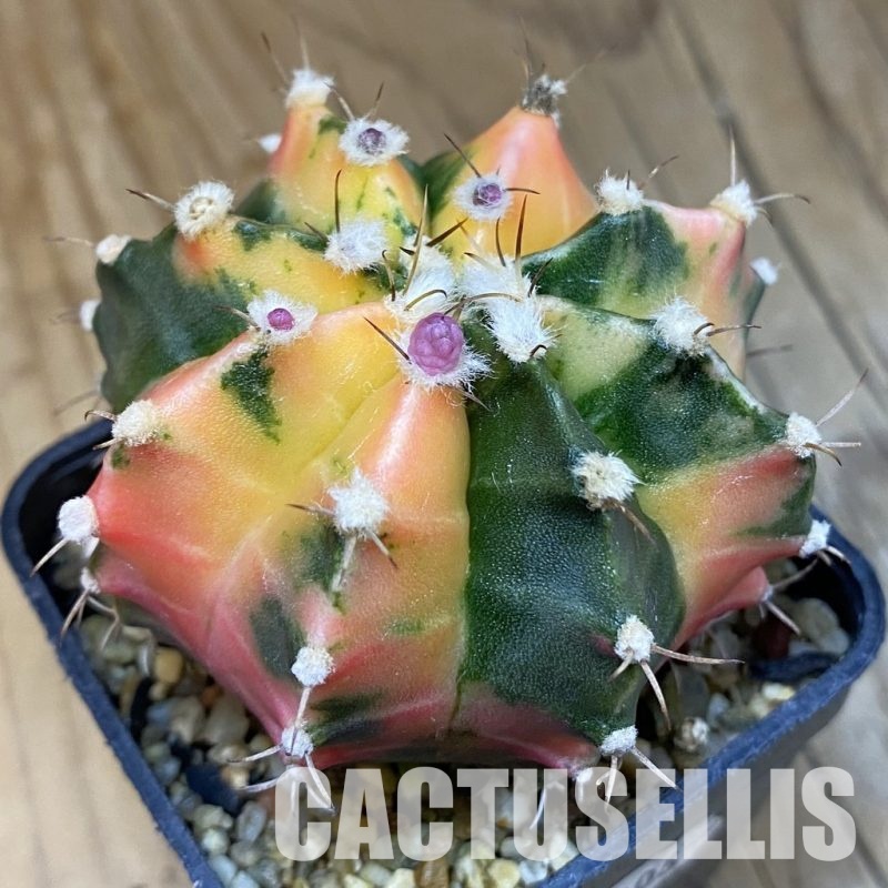 SH18008 Gymnocalycium mihanovichii f. variegata, seedling
