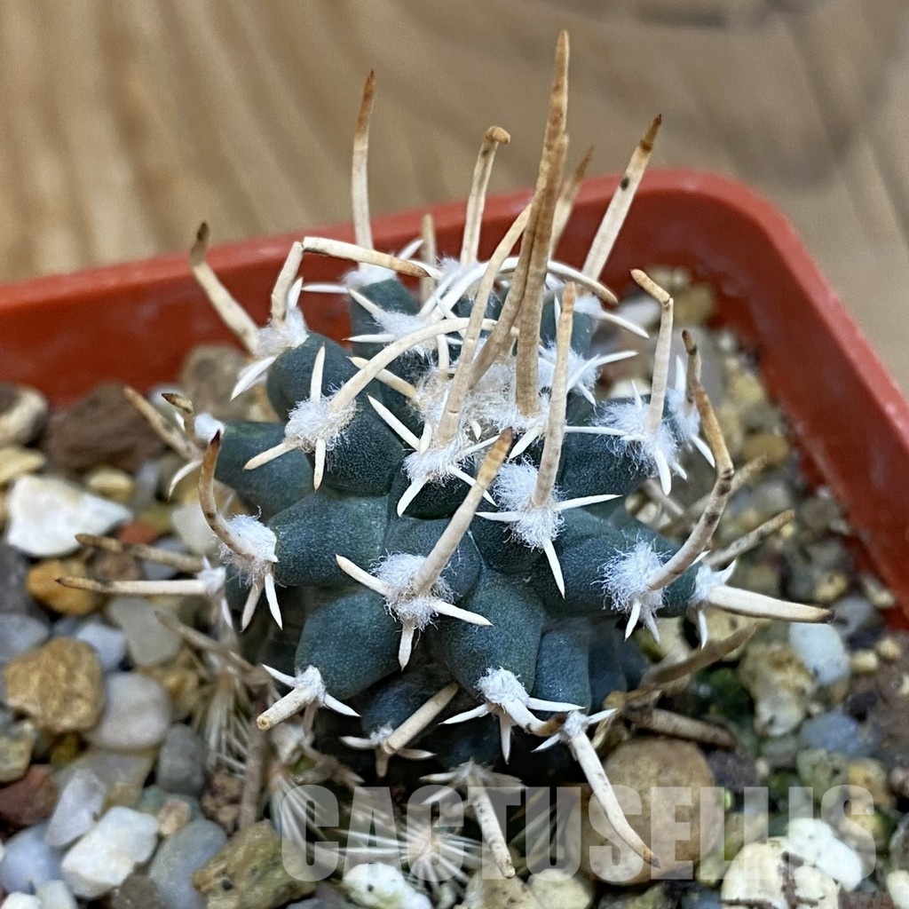 SH18774 Pediocactus peeblesianus v. fickeisenii PJR 458, grafted