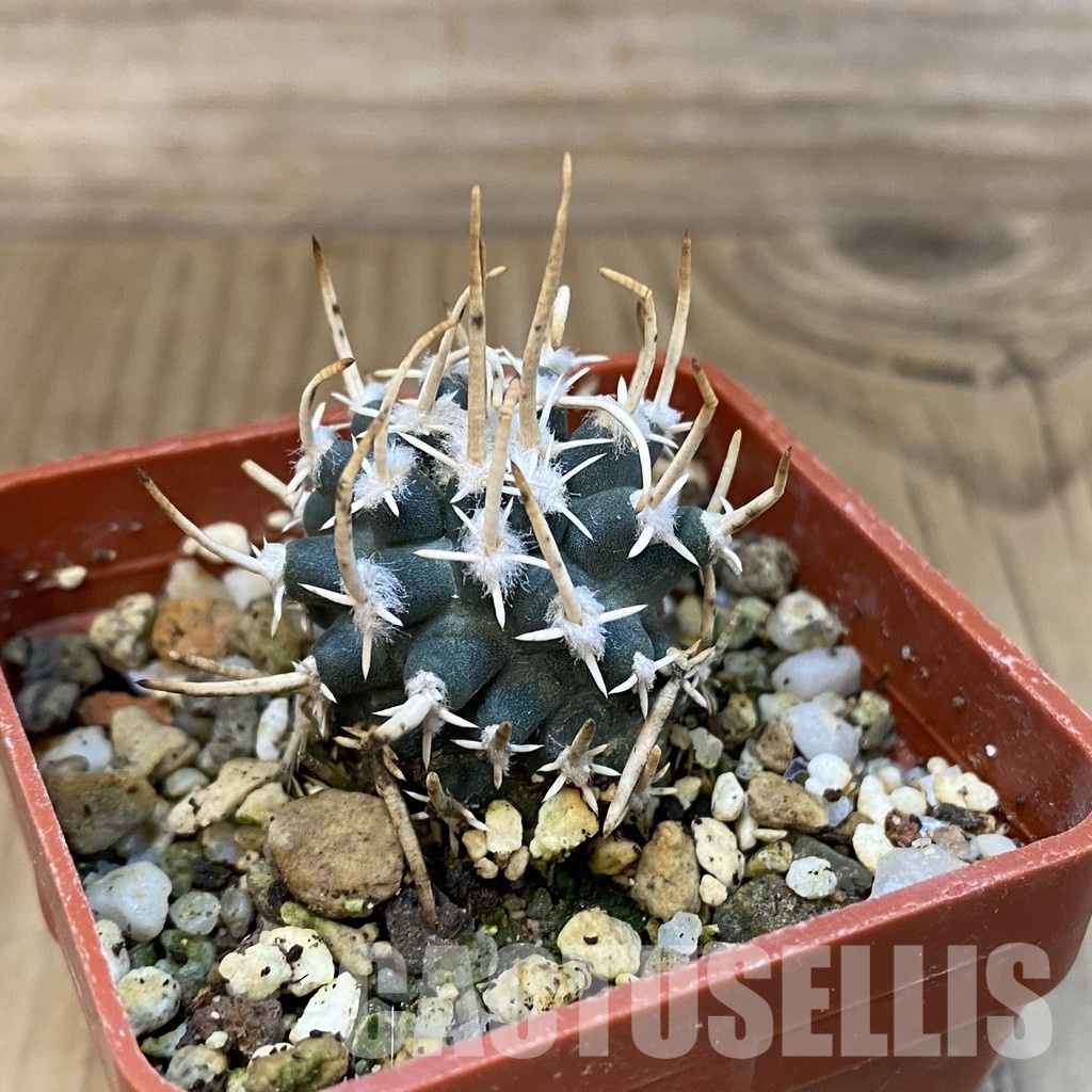 SH18774 Pediocactus peeblesianus v. fickeisenii PJR 458, grafted - Image 2