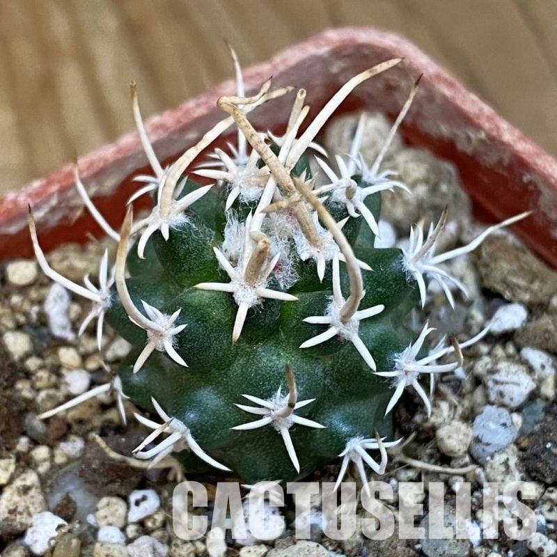 SH18780 Pediocactus peeblesianus v. fickeisenii PJR 570, grafted