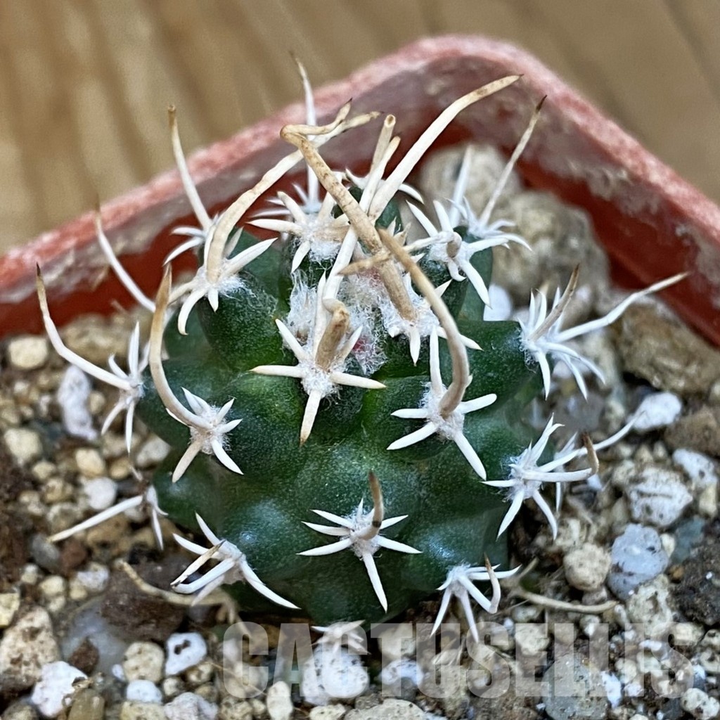 SH18780 Pediocactus peeblesianus v. fickeisenii PJR 570, grafted